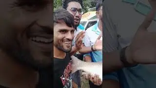 Monster rohu fish