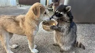 Animals Helping Others In Ways You Never Expected! ❤️