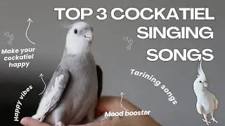 Top 3 Cockatiel Singing Songs 🎵 | Train Your Cockatiel to Sing Fast