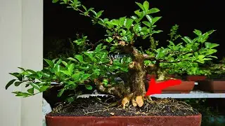 Ngoprek Akar Bonsai Sianci: Caranya Potong biar Tahapan Akarnya Keliatan Keren