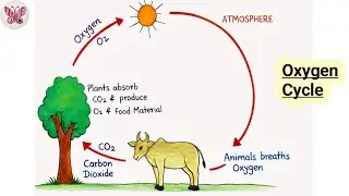 Oxygen Cycle Simplified | Easy Science for Kids & Students
