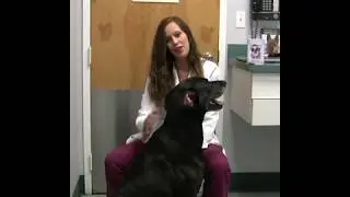 Dupont Veterinary Clinic - The Physical Exam