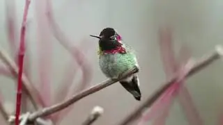 (SUBHANALLAH) Bird That Changes it Colour every second.