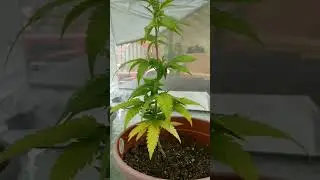 sexing cannabis plants