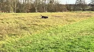 Grosser Schweizer Sennenhund/Grand Bouvier Suisse/Aktionsreicher Spaziergang Promenade riche en acti