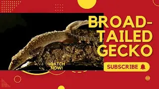 🦎 Broad-tailed Gecko: The Desert Survivor with a Secret Weapon | Amazing Planet 🌍