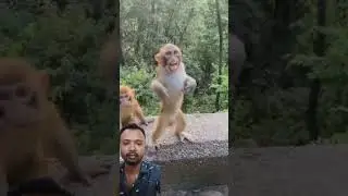 Monkey Playing #monkey #play #funny #viralvideo #shortvideo