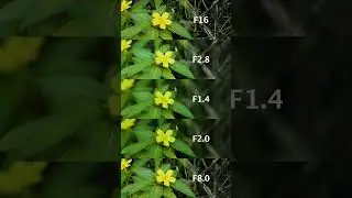 Aperture comparison for photography F16, F2.8, F1.4, F2.0, F8.0