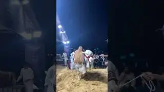 Jameel memon ❣️|Night view #cattlefarm #jameelmemon #cow #animalvlogs #cattleworld #bull #love #like