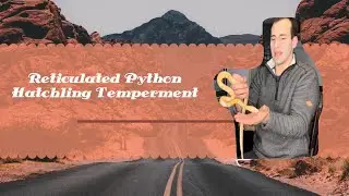 Reticulated Python Hatchling Temperament