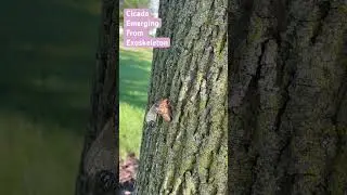 Cicada emerging from exoskeleton #cicadageddon