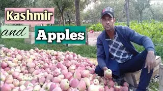 Apple orchard  2 | Shopian   | Kashmir .
