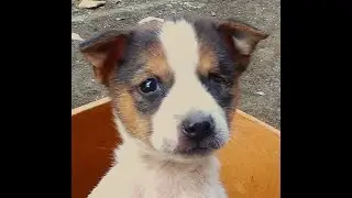 Playtime Of Floppy: Tiny Paws, Big Joy