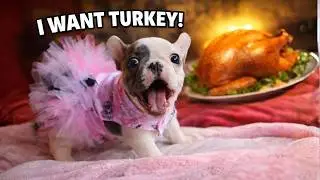 Tiny Frenchie Screamed for Food Before Bed&hellip; Like a Whole Roast Turkey 😂🐶🍗|Tinker Bell ep2