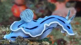 Under the Emerald Sea (Nature Documentary)