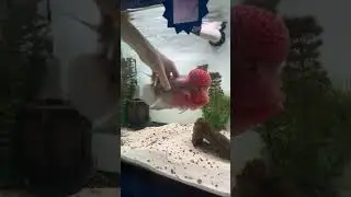 Поглаживание цихлиды &laquo;Фловер Хорн&raquo;