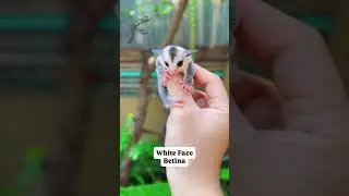 Sugar glider white face 🥶😍