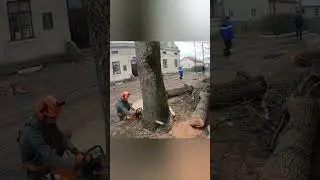 Tree Cutting FAILS