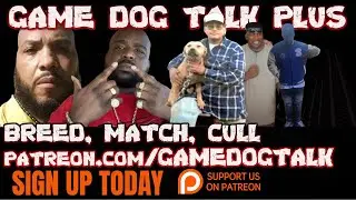 GAME DOG TALK: BREED, MATCH, CULL ? JEEP , ZEBO, CHINAMAN & MORE