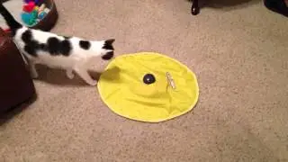 Who said cats can't be trained