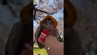 Tiny Owl Rescued from Locked Car in Heartwarming Operation. #rescue #animals #animalrescue #owl