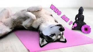 Husky Annoyed While Trying To Meditate: Human Disturbance! | Dog Subtitles