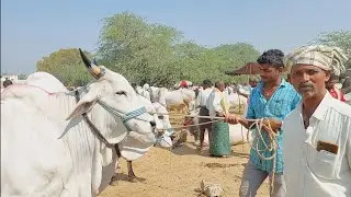 Devarakadra pashuvula santha | Oxen prices &lrm;@purnafarms&nbsp;