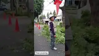 Tree Pruning #arborist #tree #management #japan