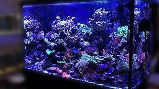 Should I start reefkeeping? Kettering Aquatics Shop Tour