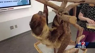 The Science of It: Meet Lina the Sloth