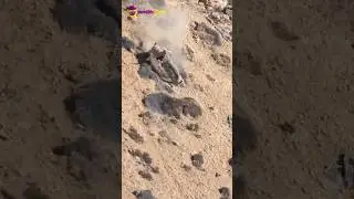Markhor Vs Snow Leopard #shorts