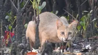 Jungle cat!! Sunderbans!! West Bengal India!!