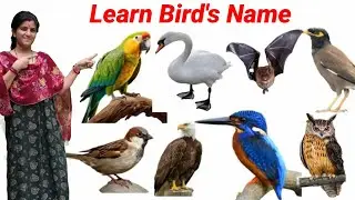 Bird's Name - Hindi & English Language | Learn Bird's Name For Education | Animals name | #birds ||
