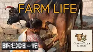 Village Farm ASMR: Milking, Feeding, Cleaning | Peaceful Cow Sounds