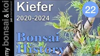 Bonsai History No. 22 - Kiefer - Der 
