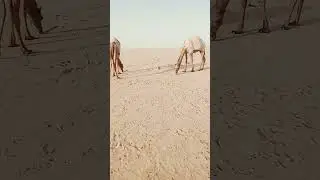 🫥🌄🐪The Majestic Camel: King of the Golden Sands 🐪#GoldenHour #WildLife #TravelDiaries #AmazingViews