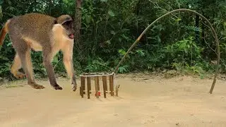 Monkey  Trap  Make Form Wood Simple And Easy Traditional Monkey trap| Animals