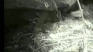 Stoat attacks