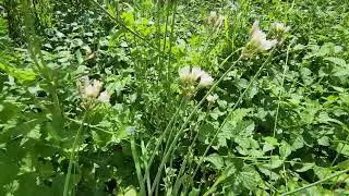 This is what wild onion bloom looks like.-Relaxation and good mood.
