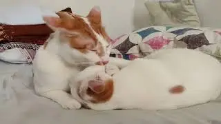 Play and bath time | Sherlock and Orion | Simba's Squad