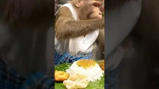 Monkey Serving Meals 🍛
