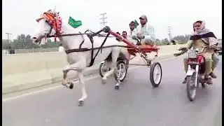 AZDAHAR NEW TRY 2022 PESHAWAR HORSE RACE SUNDAY SHUGHAL TRY 30.10.2022 PAKISTANI TONGA RACERS