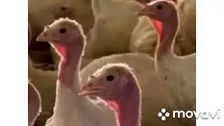 Noggin Field Trip Turkey Farm