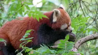 close up of wild red panda or red bear cat perched