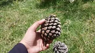 🌲Pine Tree or Chir plant's introduction,care,seed in Urdu/hindi