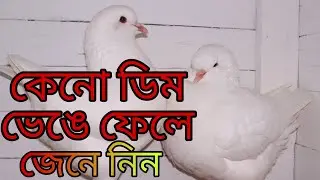 কিং কবুতর কেন ডিম ভেঙে ফেলে || কারন কি  || এবং কি করণীয় || Dream pigeons