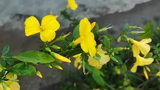 Yellow flower||my mini garden||