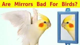 Are Mirrors Good Or Bad For cockatiel birds?