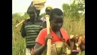 Ghana to brew cassava beer