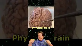 The Split Brain Experiment 🧠